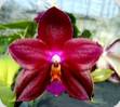 Phal. Eddy Red Wine Red Brick